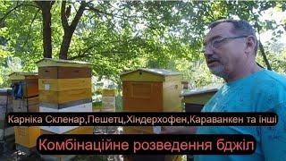 Карніка Скленар,Пешетц,Хіндерхофен,Караванкен та інші на тестовій пасіці Доскоч І.М.