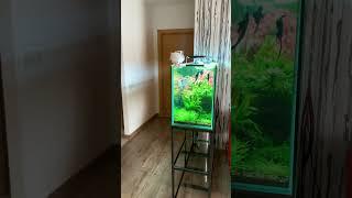 Аквариумпермь.рф - проект «Хаос» #aquascaping #aquarium #aquascape #аквариумныйдизайн  #fishtank