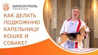  Как правильно делать подкожную капельницу кошке и собаке? Подкожная капельница кошке и собаке. 18+