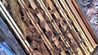 Mysteries of the Hive:  What Killed These Bees?