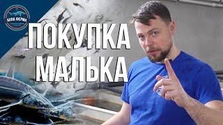 Как правильно покупать  малька