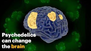 How Psychedelics Change the Brain