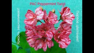 Пеларгония PAC Peppermint Twist . Первое цветение. Яркость зашкаливает! Лучшие сортовые пеларгонии.