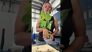 This Tiny Plant Will Take OVER Your Yard!