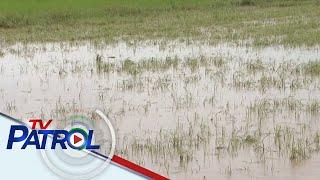 Mga sakahan sa Mamburao, Occidental Mindoro nalubog sa baha | TV Patrol