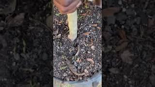 How to remove an transplant fruit tree into bigger container #containergarden #fruittrees