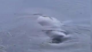 Manatee mystery: How did sea cow end up in inland lake?