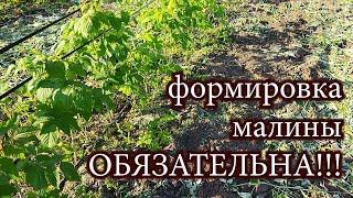 Формировка малины - обязательна! Операция, которую нельзя пропускать.