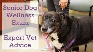 Wellness Exam & Expert Advice for Senior Dogs