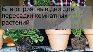 Благоприятные дни для пересадки комнатных растений