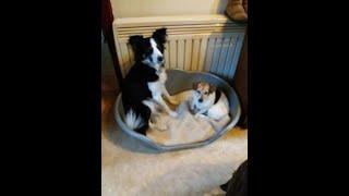 Border collie et Jack russell Tir au panier