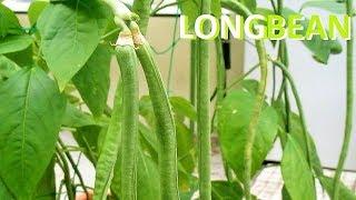 Growing SNAKE BEAN from Seeds