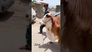 masha allah nukri cow rani #cow #qurbanvlogs #subscribe #30k