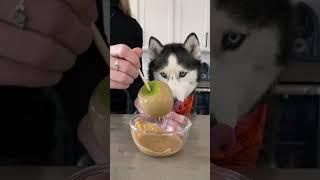 How To Make A Caramel Apple For Dogs! #shorts