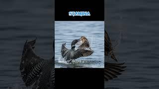 Common Loon vs Woodcock! Who Will Win?