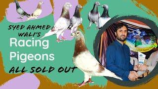 All These Very Good Quality Racing Pigeons Of Syed Ahmed Wali Sold Out | Racing Pigeons For Sale