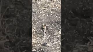 Russian Fail.  Soldier Tried to Shoot Down Ukrainian FPV Drone. No success #warinukraine #shorts