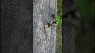 Sabre Wasp lays eggs/ Рисса внушительная откладывает яйца #shorts