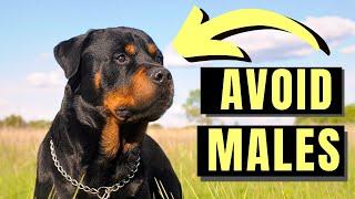 7 Reasons You SHOULD NOT Get A Male Rottweiler