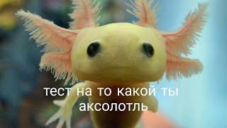 тест на то какой ты аксолотль 