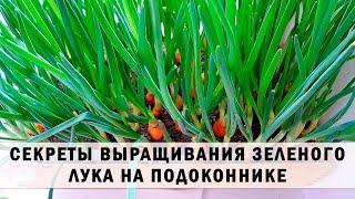 Секреты выращивания зеленого лука на подоконнике. Как получить много лука без хлопот?!