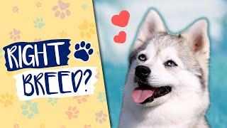 Are Alaskan Klee Kai The Right Dog Breed For You?