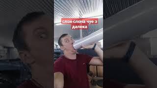 #слони#слон слона чуе здалека#приколы #дискавери#shorts