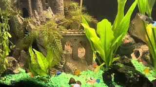 Tarkis ZOne Productions Office Aquarium: Relaxing Music