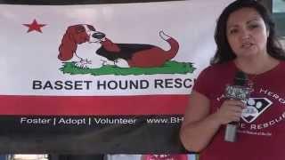 Basset Hound Rescue of Southern California Saves Lives