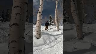 Throwing Snow #shortvideo #shortsvideo #travel #utah #gopro11 #ski #snow #park #city #fyp #shorts