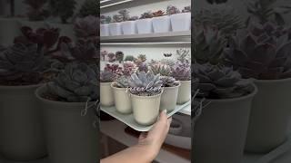 Уход за суккулентами это мой вид медитации  #суккуленты #растения #succulents #уходзарастениями