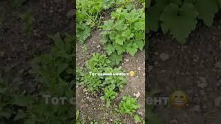 Фффсеее Раз первый пошел, теперь завалимся кабачками!
