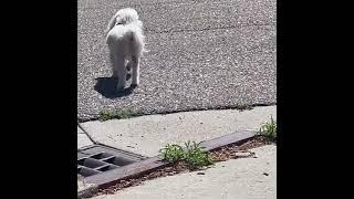 Red Tie Guy (Joe Hawley) Growling At Smol Puppy Doge