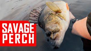 How to catch savage Perch? 100 Big Perch Challenge. Part 6