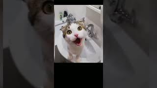 Приколы с котами #Tik Tok #Shorts #Тик Ток #ПриколКоты #Catstiktok