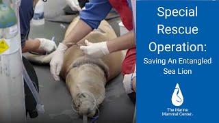 Special Rescue Operation: Saving an Entangled Sea Lion