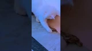 Cute cat playiny with innocent sparrow #cutepets #shortsfeed