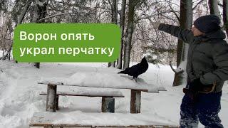 Как ворон купается зимой? / Гоша опять начудил