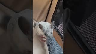 BABY CHINCHILLAs  PLAYTIME  #animals #chinchilla #pets #funny #exoticpets #rodents  #happy #cute