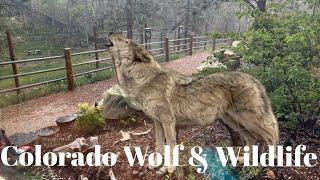 Colorado Wolf & Wildlife Center [Divide, CO]