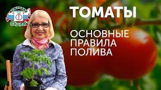 ПРАВИЛА ПОЛИВА ТОМАТОВ! СЕКРЕТЫ ОТ ОКТЯБРИНЫ ГАНИЧКИНОЙ