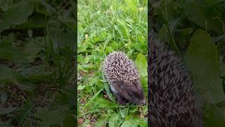 Hedgehog Їжачок #shorts  #hedgehog #ukraine #dunaivtsi #city #nature #pixel #pixelman #shorts