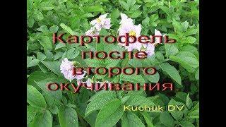 Картофель после второго окучивания.