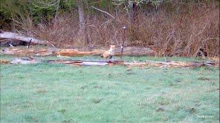 Driven Fox Hunt with Chiappa Triple Crown 20G, Jagd, Jack Russell and Beagles, Victoria 25/08/2024