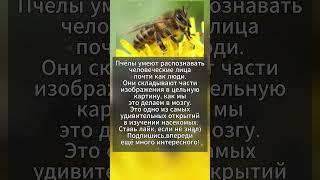 Пчёлы узнают вас в лицо!