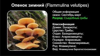 Опенок зимний (Flammulina velutipes)