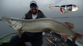 MUSKIES LOVE TOPWATER BAITS! (Guiding on LOTW)