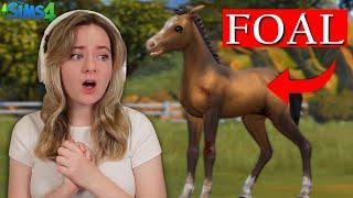 RESCUING BABY FOALS FROM AUCTION - Sims 4 Rescue Ranch | Pinehaven