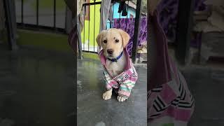 Sapphire || Labra Coco || #shorts #youtubeshorts #labrador #cute #funny #dog #song #trendingshorts