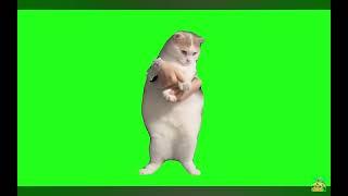 #foryou #catmemes #catmemegreenscreen#freetoedit